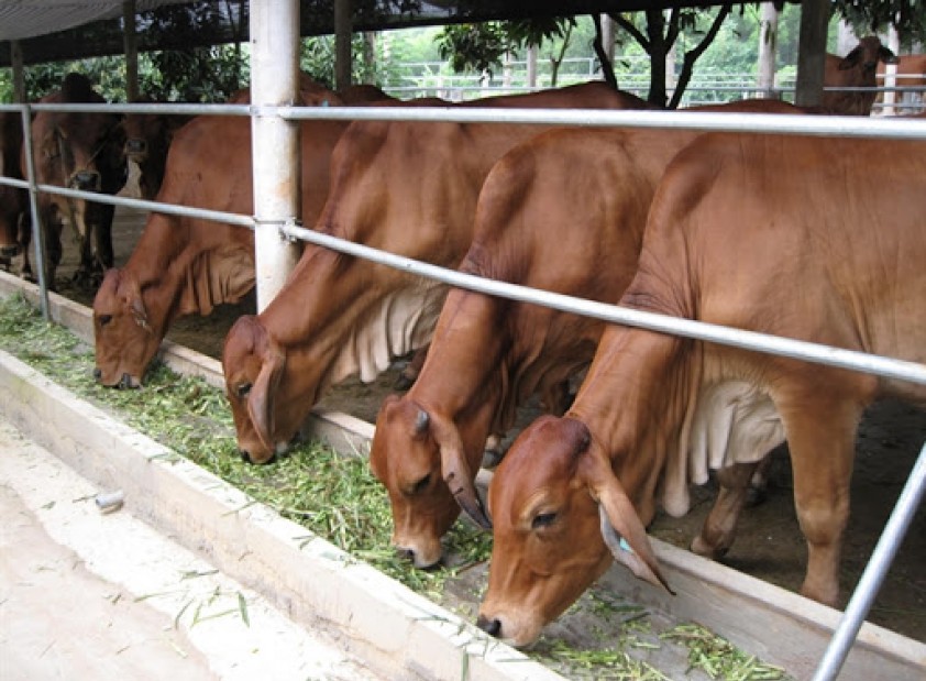 Lắp đặt hệ thống lọc nước công nghiệp cho trang trại nuôi bò