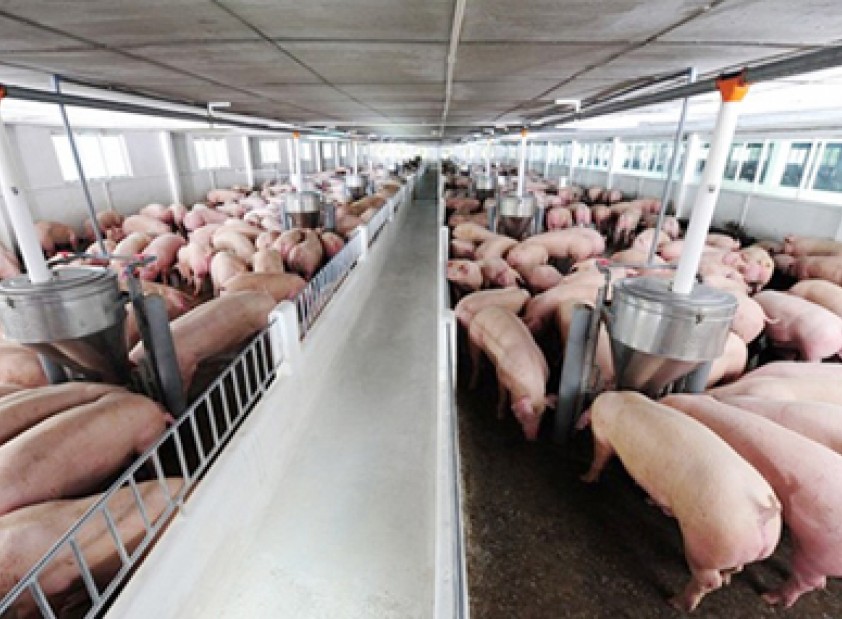 Hệ thống lọc nước cho trang trại chăn nuôi