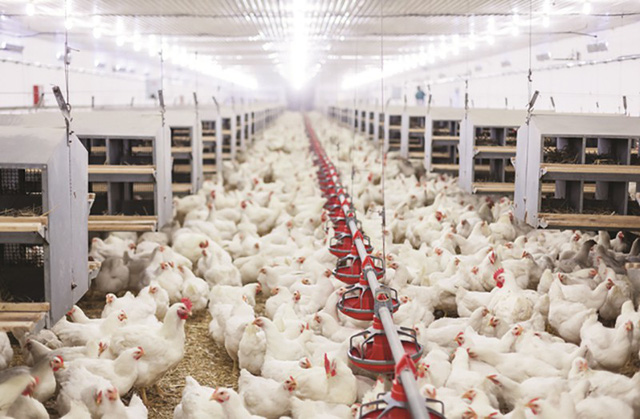 Trang trại chăn nuôi gà cần sử dụng nước sạch