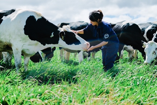 Tại sao nên lắp đặt hệ thống lọc nước cho trang trại bò sữa?